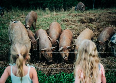 NH Meat Box Subscription | Vernon Family Farm