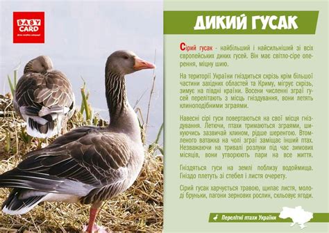 Дикий гусак