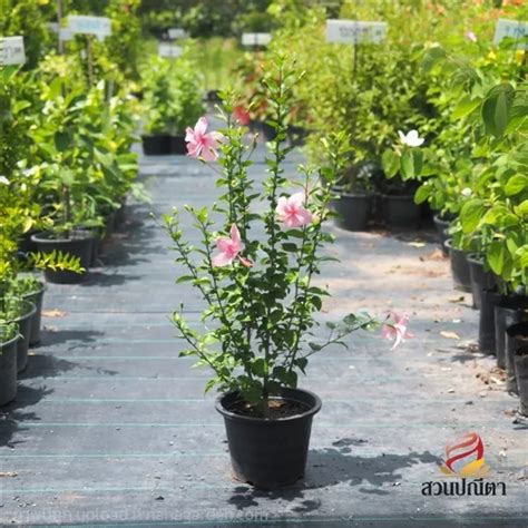 ชบา โดยสวนปณีตา อ.เมืองปราจีนบุรี จ.ปราจีนบุรี รหัสสินค้า 364177