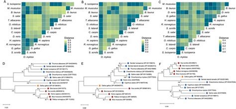 Phylogenetic analysis of components associated with creatine ...