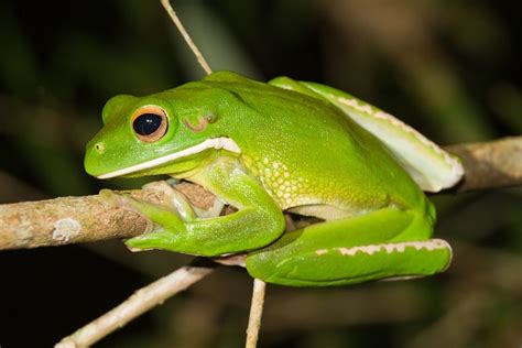 White Lipped Tree Frog Natural History On The Net