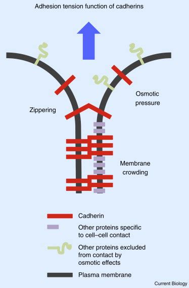 Three Functions Of Cadherins In Cell Adhesion Current Biology