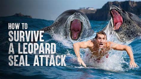 protect    leopard seal attack