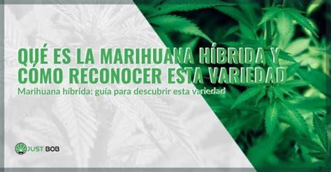 Qu Es La Marihuana H Brida Y C Mo Reconocerla Justbob