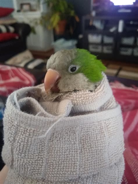 My Danger Chicken Is Mostly Naked My Boy Needs To Stop Plucking So He Likes The Warm Birdito