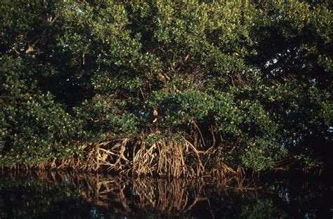 Animals in the Mangrove Ecosystem | Sciencing