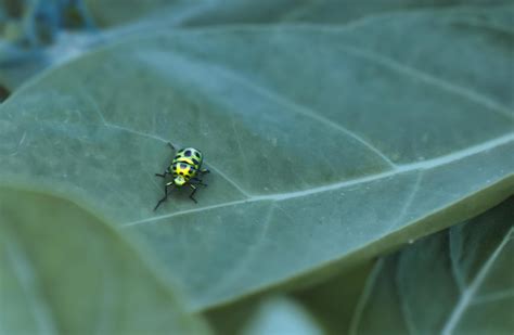 Leaf Beetles in nature. 10725285 Stock Photo at Vecteezy