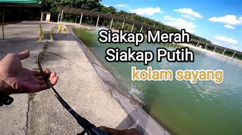 Casting Umpan Soft Plastic Siakap Kolam Air Masin Youtube