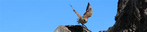 Dalhousie Falconry • Falconry Scotland | The Ultimate Experience with ...