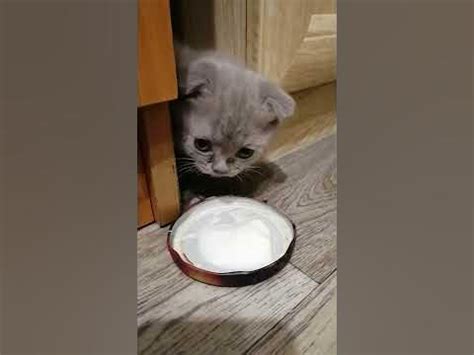 Чем кормить шотландского вислоухого котёнка? Что едят шотландские ...