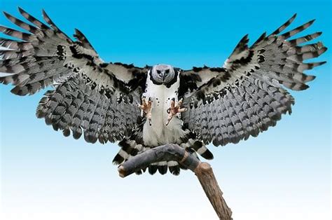 The Harpy Eagle Is 🔥 🔥 🔥 R Natureisfuckinglit