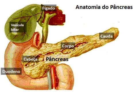 Pâncreas Fica De Que Lado - Diabetes Mellitus tipo 1 e o Pâncreas Biônico - Departamento de ...