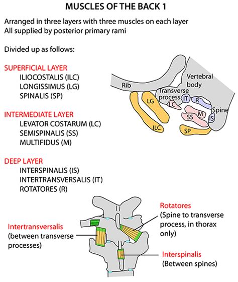 Thorax Muscles Anatomy