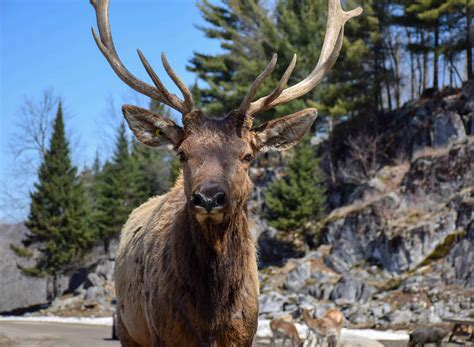 Amazing Wildlife Watching on a Canadian Safari - Travel Bliss Now