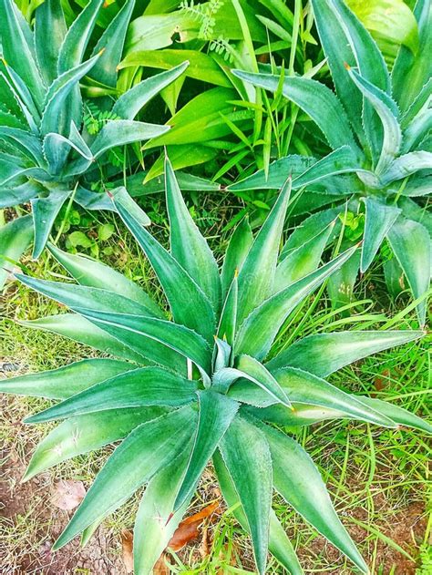 Plantas Suculentas Gigantes Que Crecen Al Aire Libre En Una Maceta