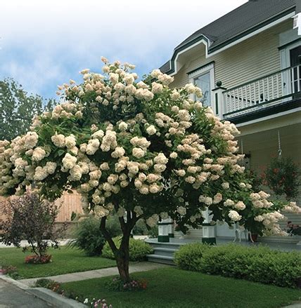 Гортензии ШТАМБЫ: Hydrangea paniculata Pastel Green-Гортензия ...