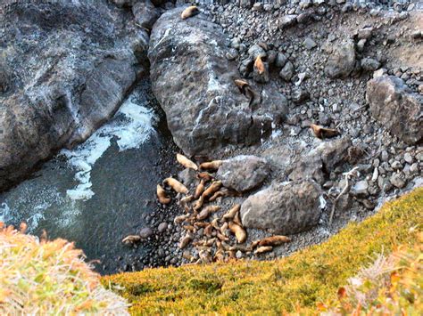 Sea Lion Caves, Central Oregon Coast