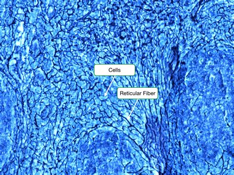 Histology Of Connective Tissues Lab