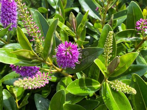 Top View Closeup Of Isolated Beautiful Purple Shrub Veronica Flowers