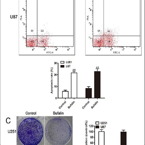 Bufalin suppresses cell viability and stem cell-like phenotypes in U251 ...