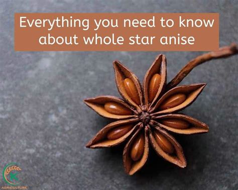Everything You Need To Know About Whole Star Anise K Agriculture