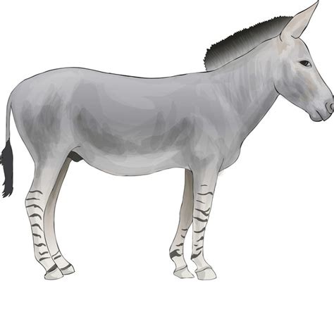 Asian Hot Ass Over Royalty Free Licensable Stock Illustrations Drawings Shutterstock