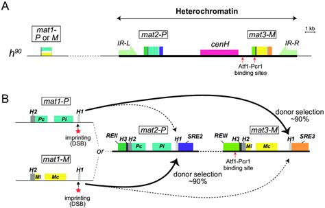 Mating Type Switching In S Pombe A Schematic Representation Of The Download Scientific