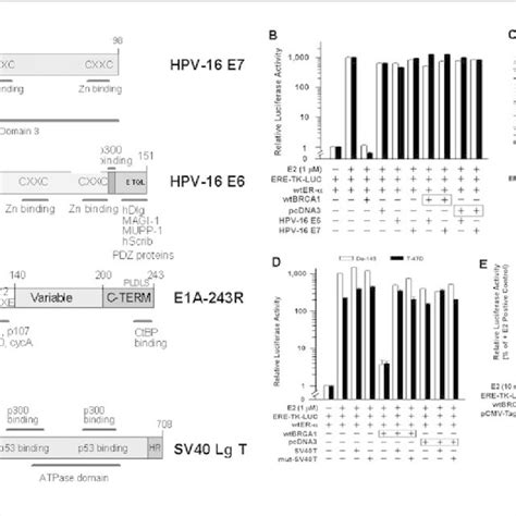 Rescue Of Brca Inhibition Of Er Transcriptional Activity By The Hpv E