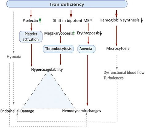 primary care management pathway iron deficiency anemia nqqa
