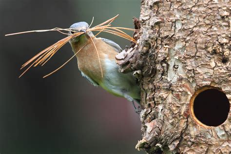 Comment Aider Les Oiseaux Faire Leur Nid Jardiner Facile