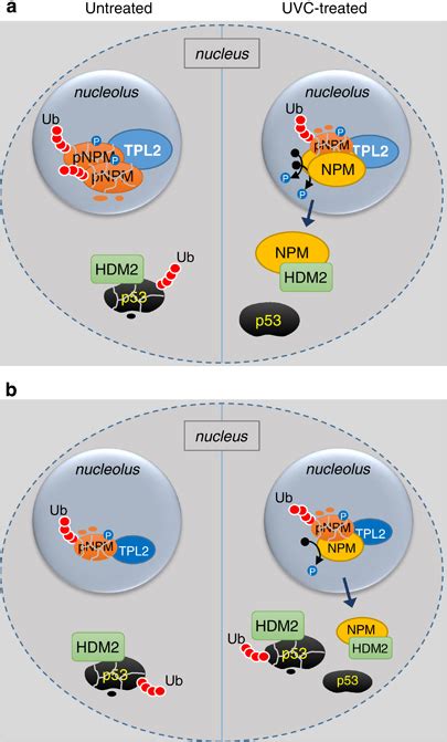 Proposed Model Of The Impact Of Tpl On Npm Phosphorylation