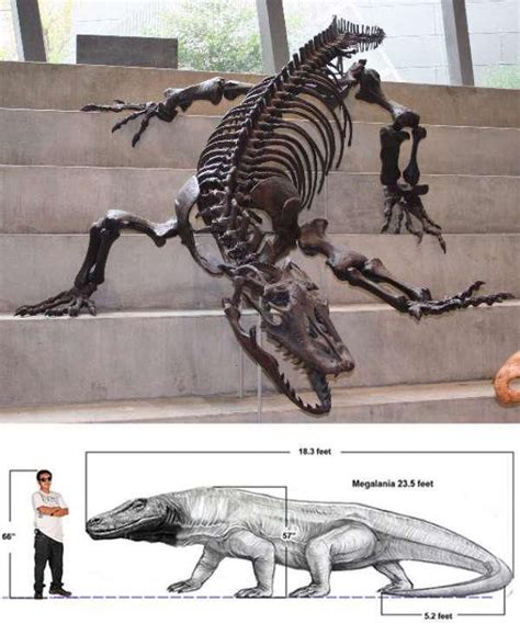 Megalania were the giant ancestors of Komodo Dragons. They went extinct