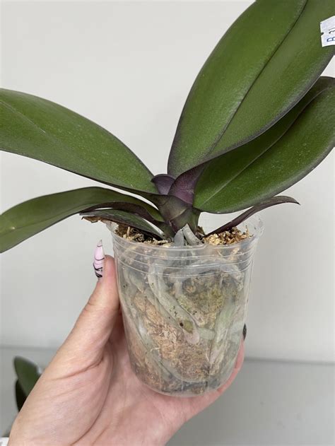 Phal. OX Black Face '1647' 2.5''