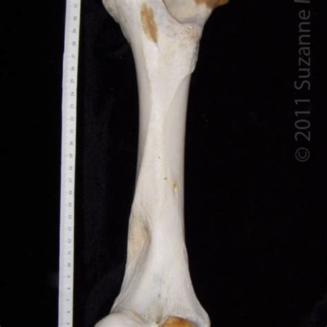 Anterior View Left Cattle Femur Boneid