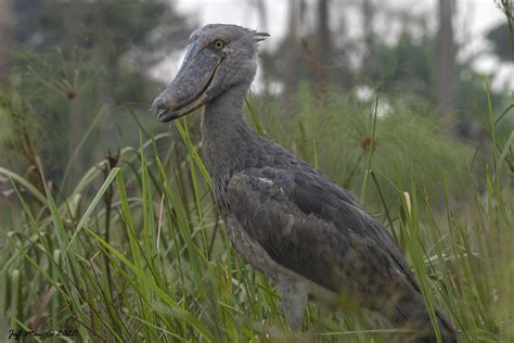 One Day Mabamba Swamp Shoebill Tour Uganda Safaris Gorilla Trekking