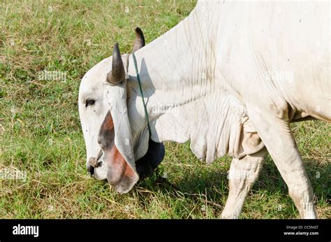 Cow Ears W Horns Agrohortipbacid