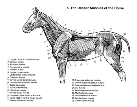 Equestrian and Horse Anatomy - Deep Muscles