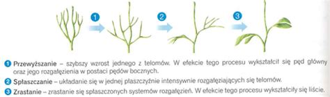 Fiszki Biologia 3 2 Quizlet