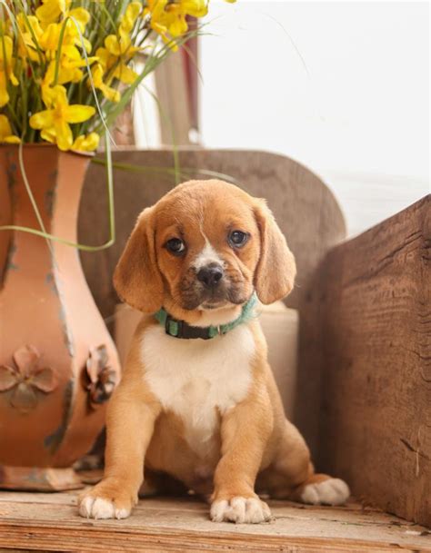 Puggle Puppies For Sale Buckeye Puppies