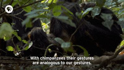Fuck Yeah Great Apes On Tumblr