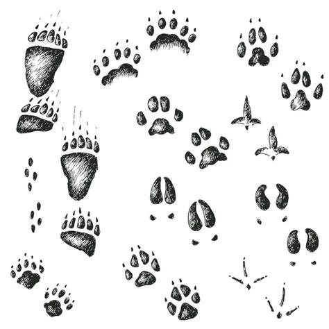 Deer tracks Vector Images, Royalty-free Deer tracks Vectors | Depositphotos®