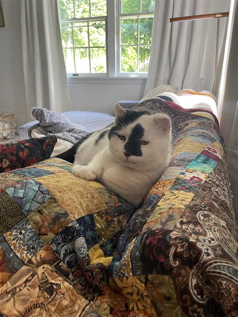 How do I get my cat to eat dry food again? : r/CATHELP