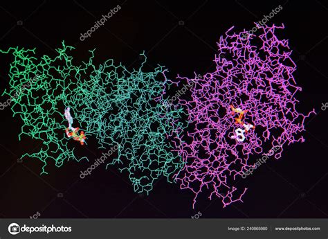 Estructura Mol Cula Proteica Modelo Molecular Enzima Humana Sobre Fondo