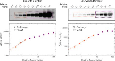 Western Blot Data Needs To Be Detected In Combined Linear Range