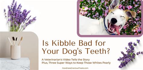 Kibble and Canine Dental Health [Vet Video + 3 Good Teeth Cleaners ...