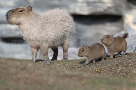Exploring the Capybara's Egg in Adopt Me - Baby Capybara