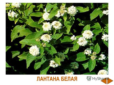 Презентация на тему: "Кукина Елена Анатольевна. Есть растения, у ...