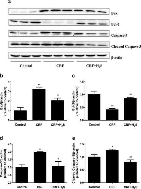 Effects Of H S On The Protein Expression Of Bax Bcl Caspase