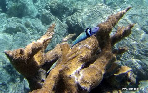 Snorkeling the Indians in the British Virgin Islands - svIslandSpirit.com