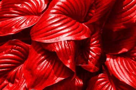 Premium Photo Texture Of Red Leaves Close Up